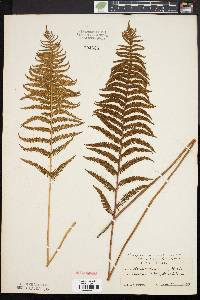 Thelypteris palustris var. pubescens image