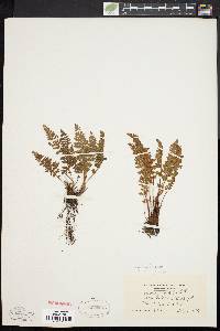 Woodsia ilvensis image