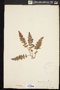 Woodsia ilvensis image