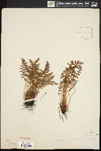 Woodsia ilvensis image