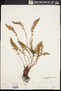 Woodsia ilvensis image