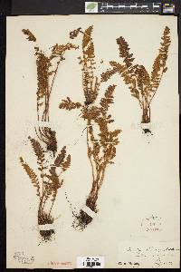 Woodsia ilvensis image