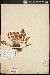 Woodsia ilvensis image