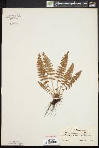 Woodsia ilvensis image