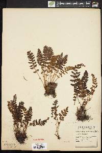 Woodsia ilvensis image