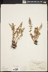 Woodsia ilvensis image