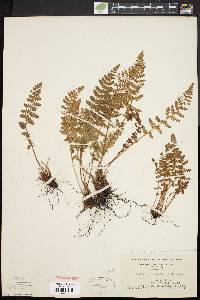 Woodsia ilvensis image