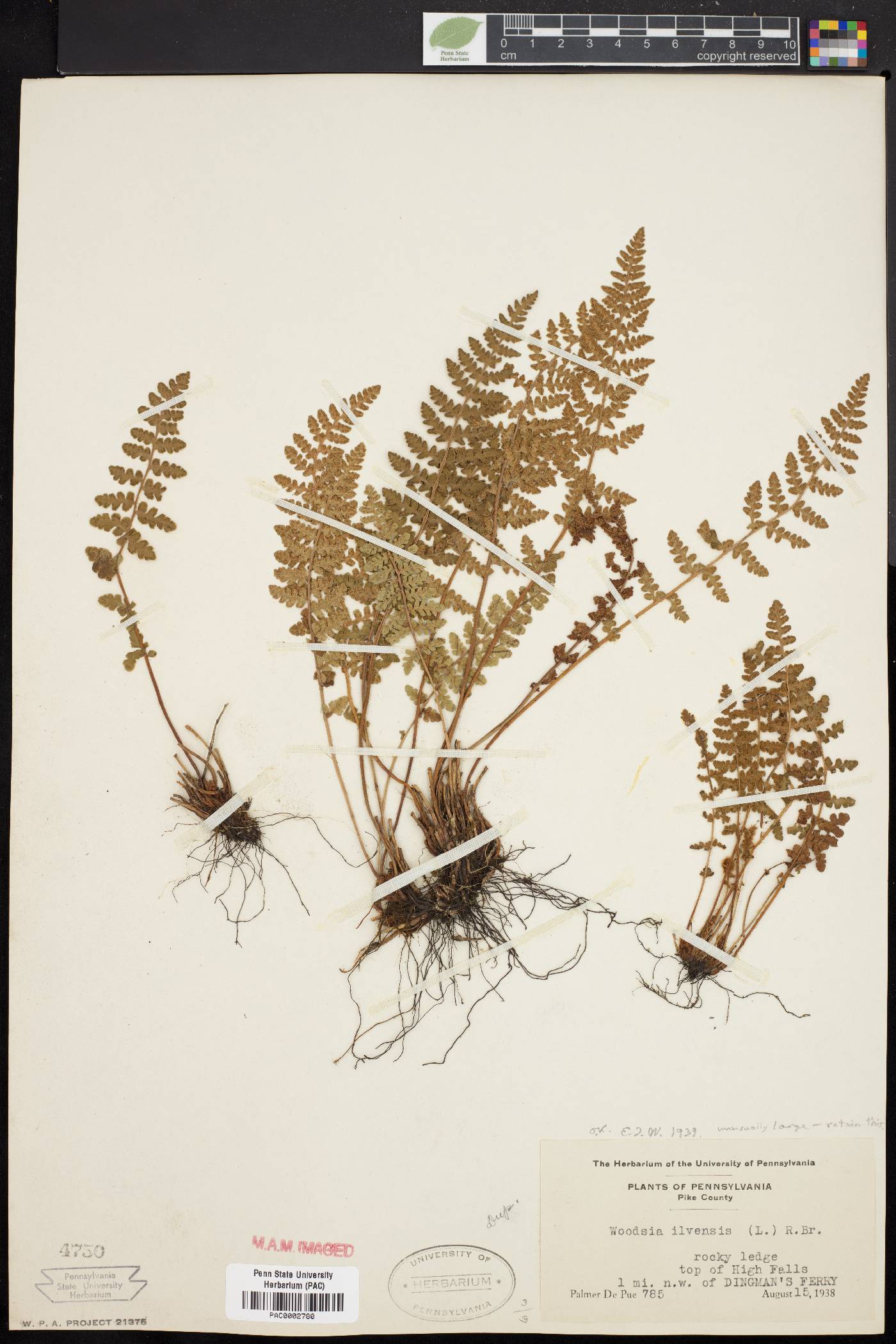 Woodsia ilvensis image