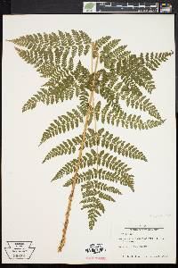 Dryopteris campyloptera image