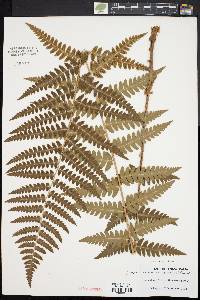 Dryopteris clintoniana image