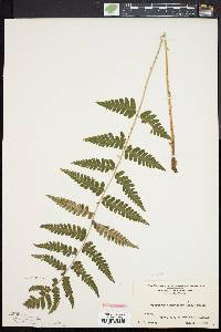 Dryopteris clintoniana image