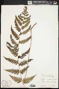 Dryopteris clintoniana image