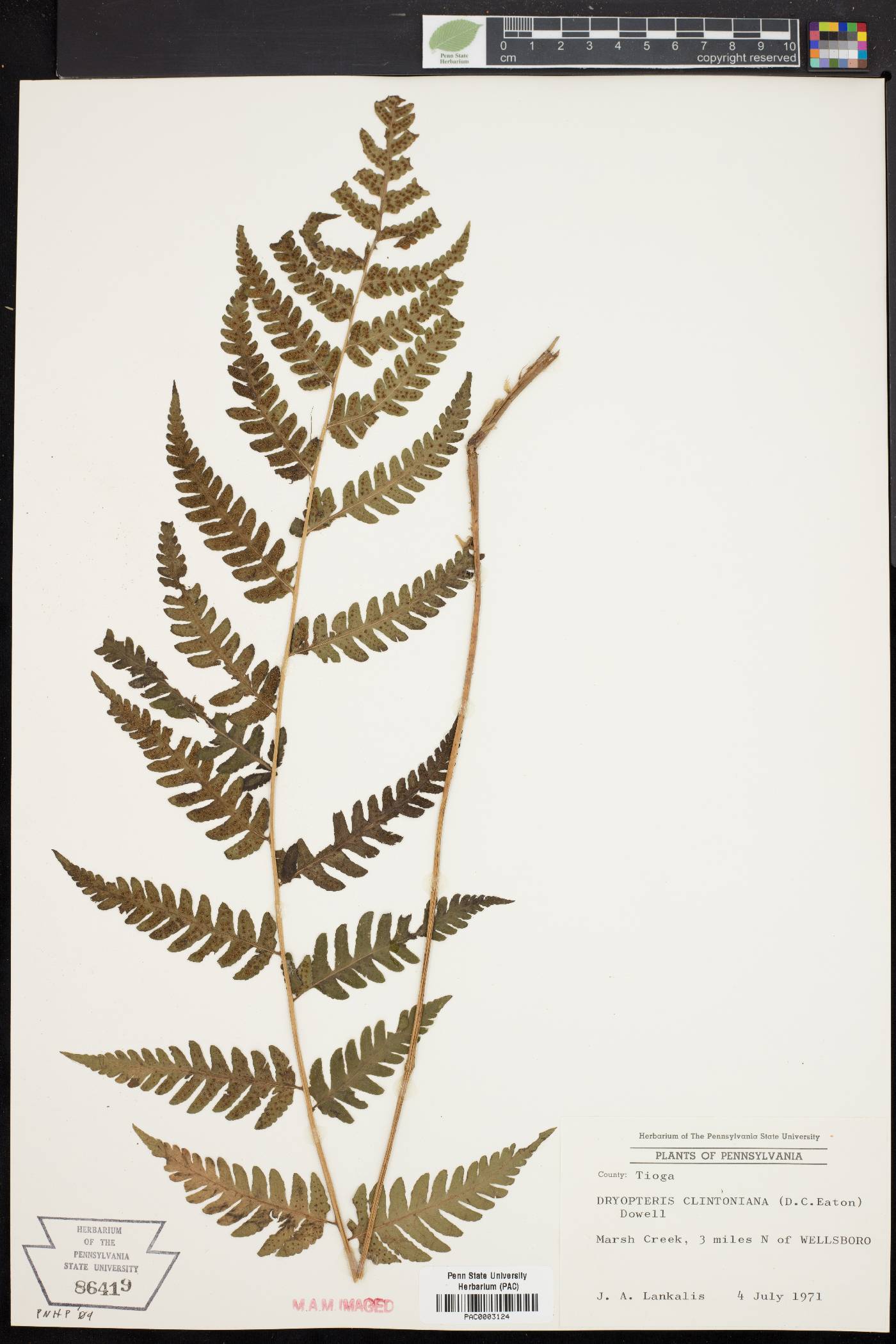 Dryopteris clintoniana image