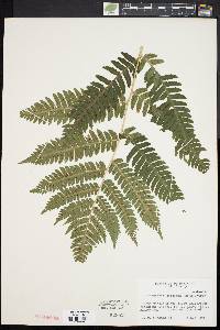 Dryopteris goldieana image