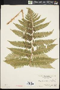 Dryopteris goldieana image