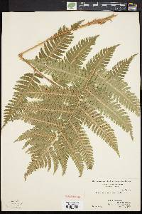 Dryopteris goldieana image