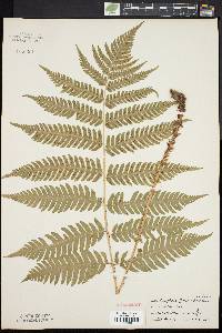 Dryopteris goldieana image