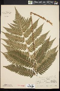 Dryopteris goldieana image