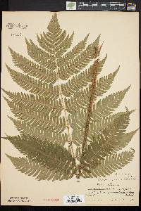 Dryopteris goldieana image