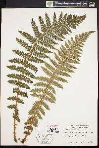 Polystichum braunii image