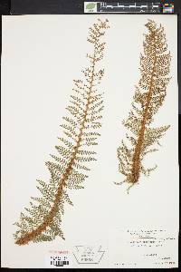 Polystichum setiferum image