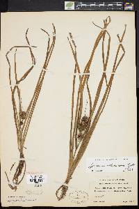 Sparganium angustifolium image