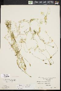 Potamogeton confervoides image