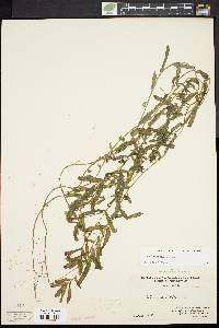 Potamogeton crispus image