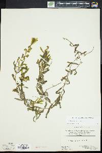 Potamogeton crispus image