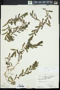 Potamogeton crispus image