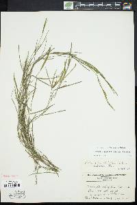 Potamogeton foliosus var. foliosus image