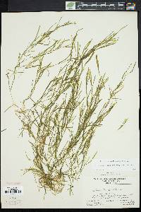 Potamogeton foliosus var. foliosus image