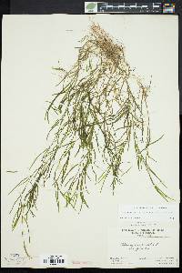 Potamogeton foliosus var. foliosus image