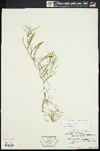 Potamogeton foliosus var. foliosus image