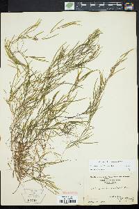 Potamogeton foliosus var. foliosus image