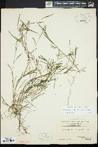 Potamogeton foliosus var. foliosus image