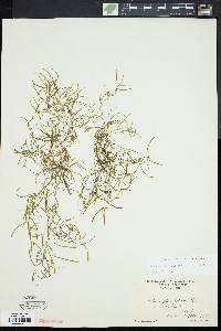 Potamogeton foliosus var. foliosus image