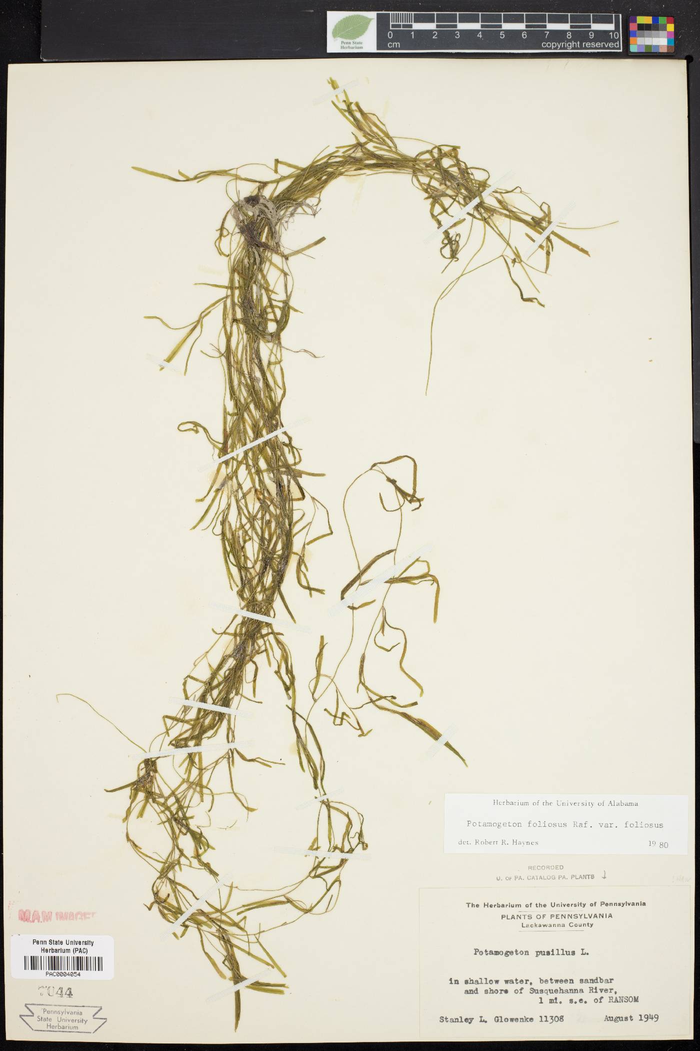 Potamogeton foliosus var. foliosus image