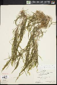 Potamogeton foliosus var. foliosus image