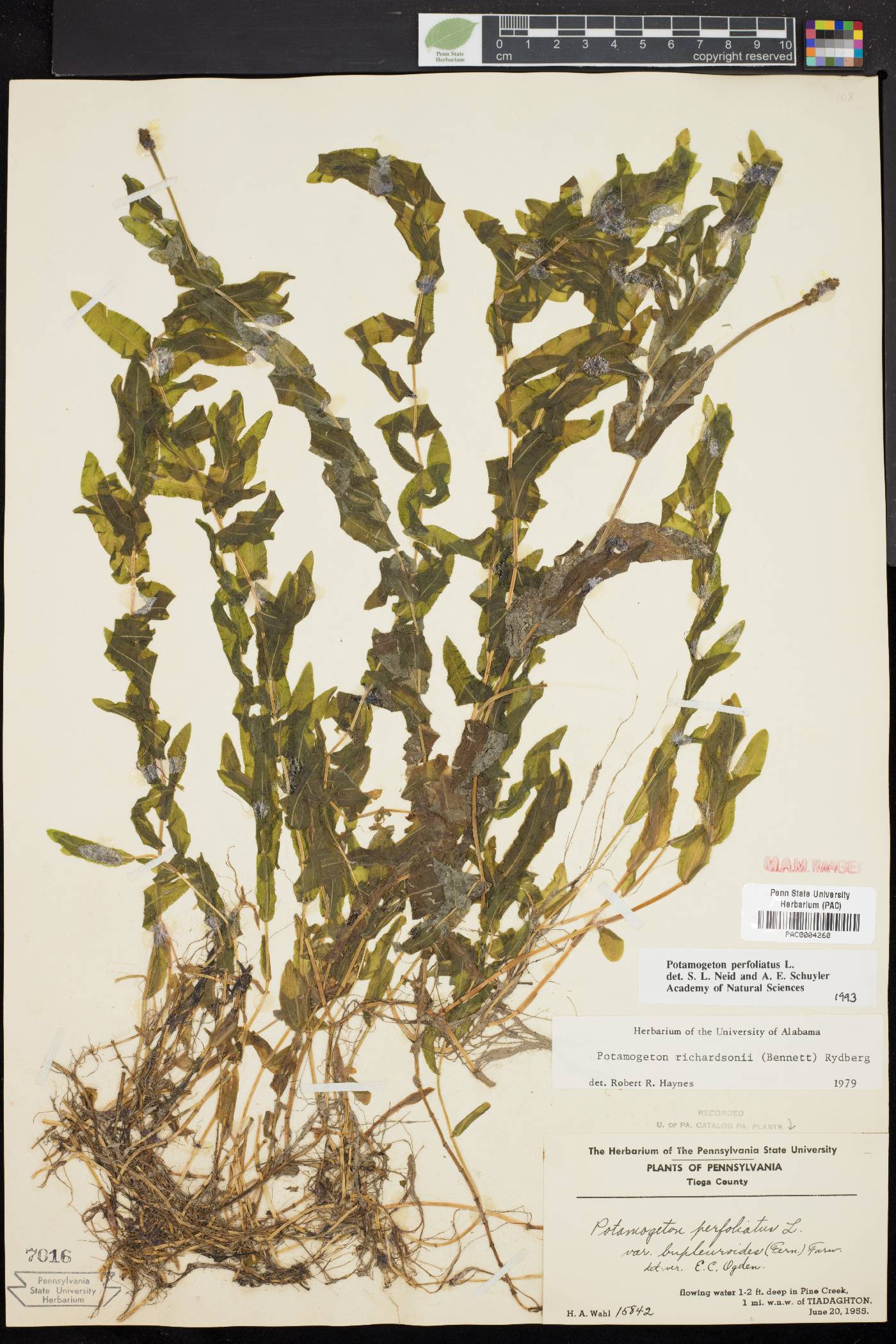 Potamogeton perfoliatus image
