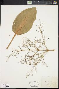 Alisma plantago-aquatica image