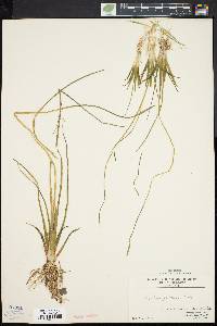 Sagittaria graminea image