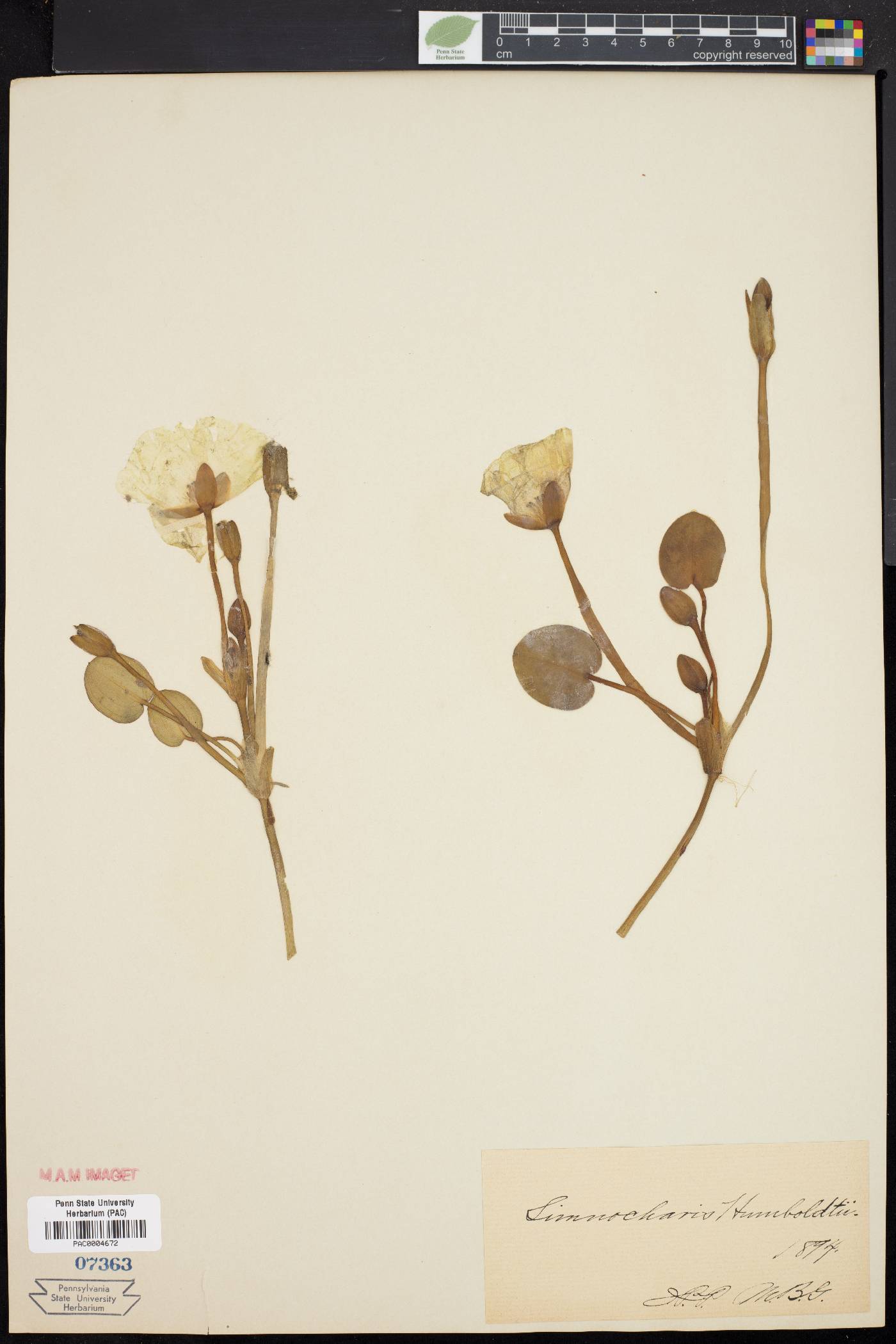 Hydrocleys nymphoides image