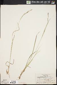 Carex aestivalis image