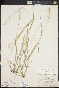 Carex arctata image