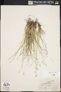 Carex emmonsii image