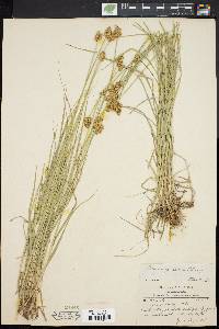 Carex bebbii image