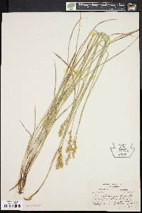 Carex festucacea image