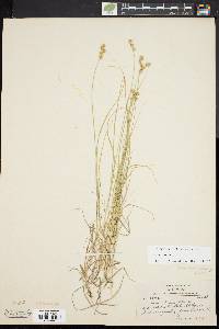 Carex tenera image