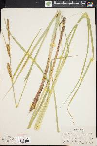 Carex lacustris image